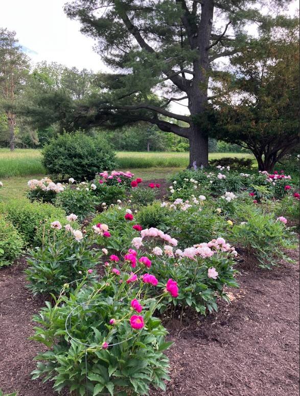 Peonies in bloom, photo by Andrew Elders